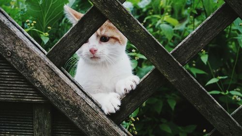 Close-up of cat peeping through wooden fence