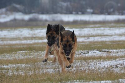 Portrait of dog on field during winter