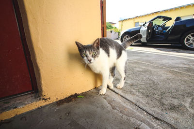 Cat sitting on wall