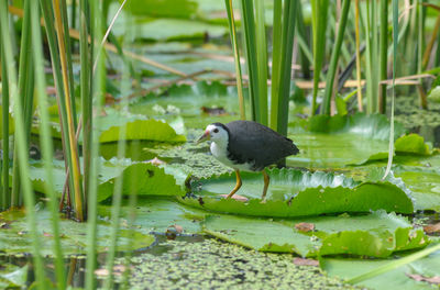 Duck floating on a lake