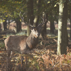 Deer in forest
