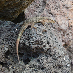 Close-up of lizard on rock