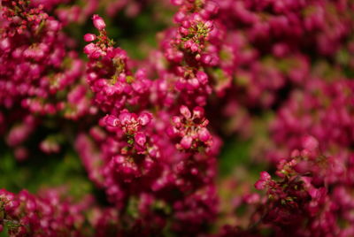 Close-up of pink flowering plant