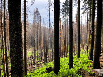 Trees in forest