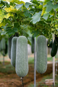 Close-up of vegetables hanging on plant