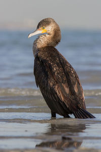 Close-up of bird perching on shore