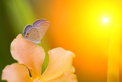 Close-up of butterfly pollinating on flower