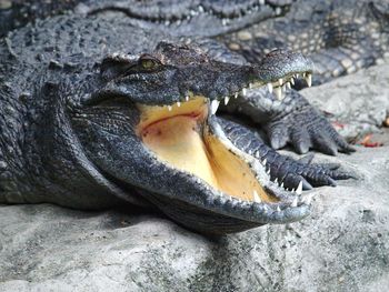 Close-up of crocodile