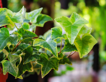 Close-up of fresh green leaves