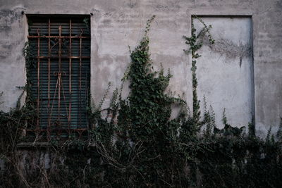 Plants growing on old building