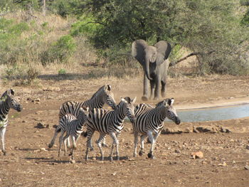 Young elephant chasing zebras