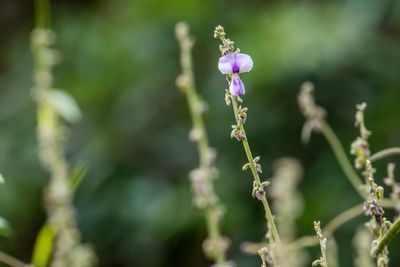 Close-up of purple flowering plant