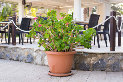 Potted plants on table outside house