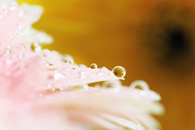 Close-up of wet flower