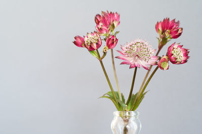 Close-up of pink flower vase against white background