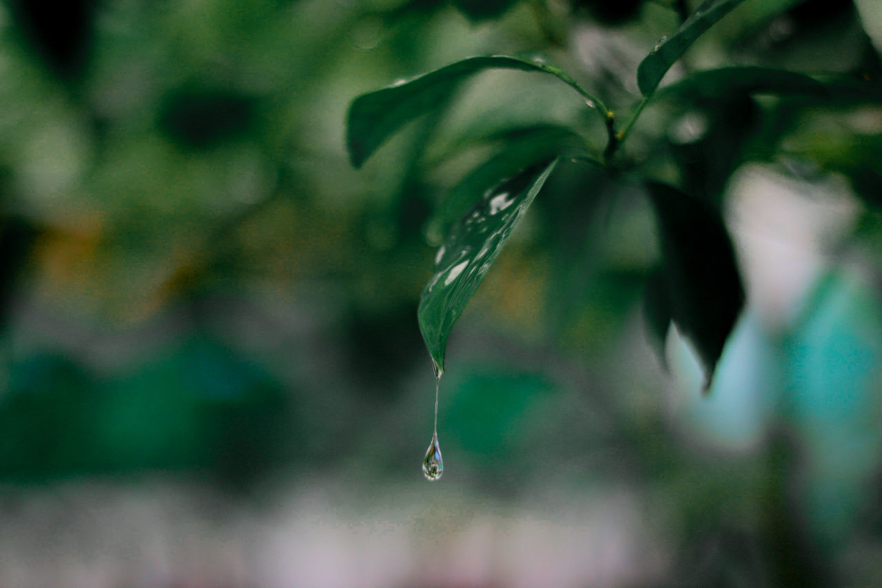 green, nature, leaf, branch, plant, water, sunlight, plant part, drop, macro photography, close-up, wet, no people, focus on foreground, grass, flower, environment, tree, outdoors, beauty in nature, light, selective focus, freshness, growth, day, fragility, rain, plant stem, tranquility
