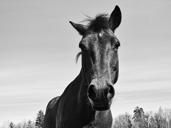 Portrait of a horse