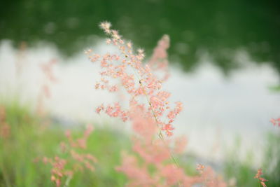 Close-up of flowering plant on field during autumn