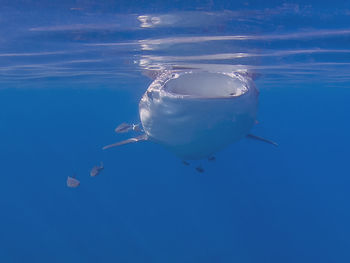 View of jellyfish swimming in sea