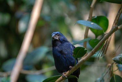 Close-up of bird perching on branch