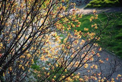 Close-up of flower tree