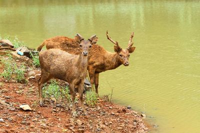 Portrait of deer standing in lake