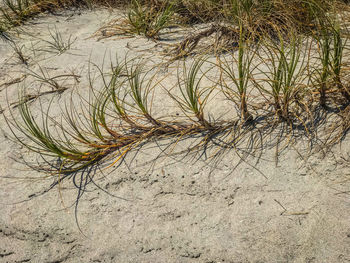 Close-up of grass on sand