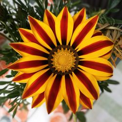 Close-up of yellow flower