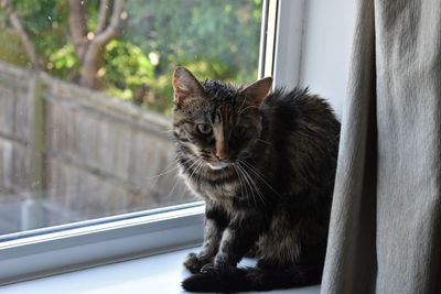 Cat looking from window 