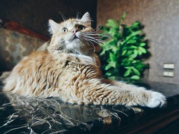 Cat lying on kitchen counter