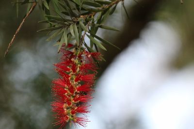 Close-up of red flower tree