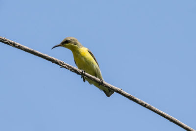 Low angle view of bird perching on branch against sky