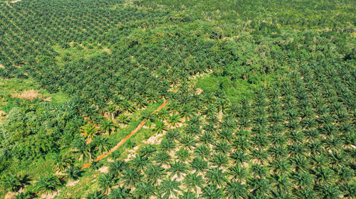High angle view of rice field