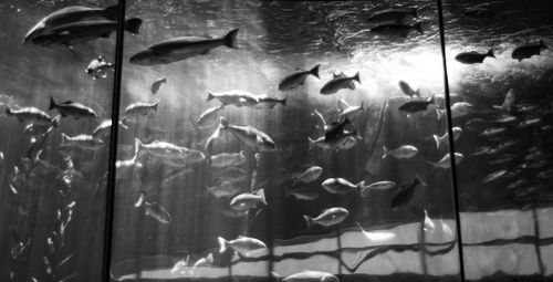 Close-up of fish swimming in aquarium