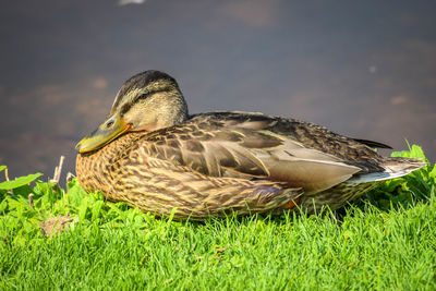 View of duckling on grass