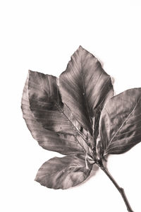 Close-up of wilted flower against white background