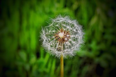 Close-up of dandelion flower