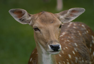 Portrait of deer