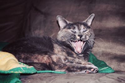 Close-up of cat lying down