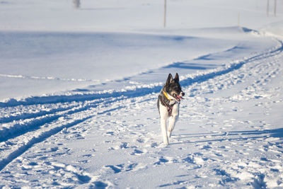 Beautiful alaskan husky dog enjoying a sunny day in winter. sled dogs in norway winter.