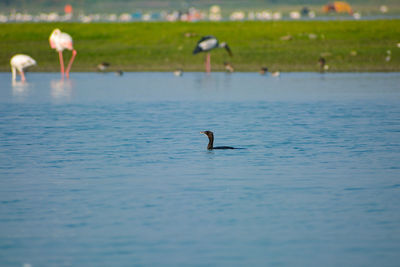 View of birds in lake