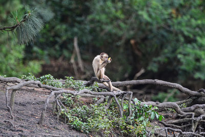 Monkey on a tree