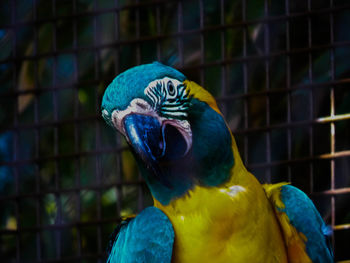 Close-up of blue parrot