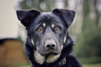 Close-up portrait of dog