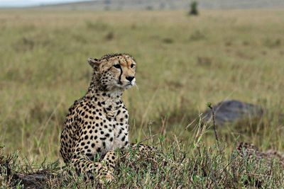 Close-up of cheetah in field