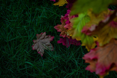 Close-up of maple leaves on field