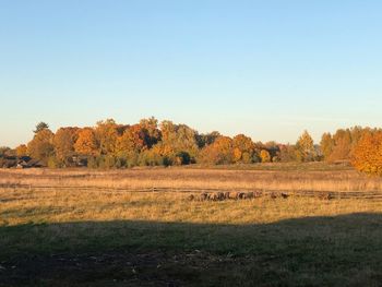 Trees on field against clear sky