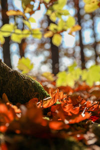 Close-up of autumn leaves on tree