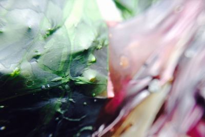 Close-up of flower against blurred background