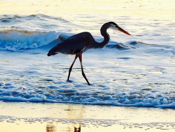 Bird on shore at beach